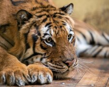 Wzruszające pożegnanie. Uratowane tygrysy ruszyły w podróż do Hiszpanii