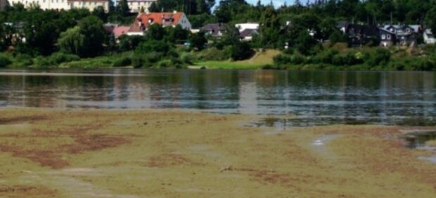 W jednej z polskich rzek złapano 2,5 metrowe stworzenie. Zdjęcia zapierają dech w piersiach