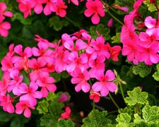 Posadź to obok pelargonii. Balkon utonie w kwiatach przez całe lato