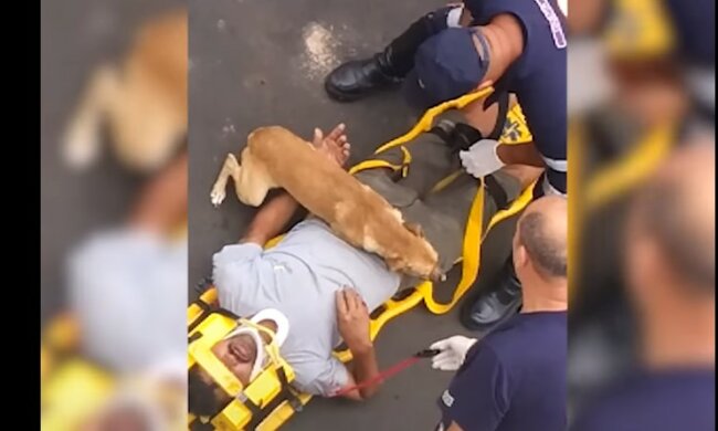 Psia miłość nie ma granic. Ten film pokazuje, jak bardzo pies może kochać swojego pana