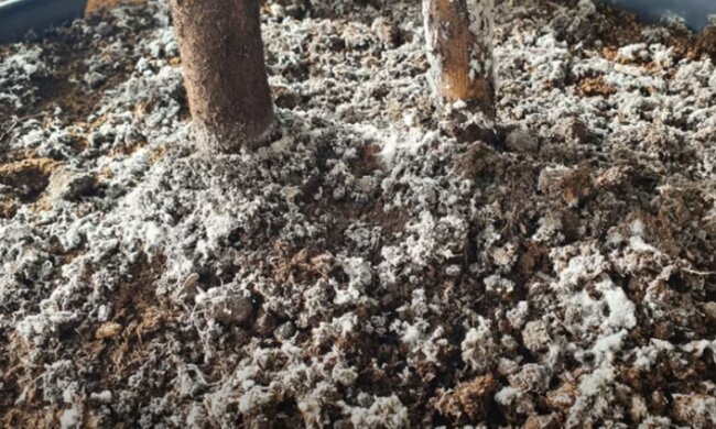Pleśń w doniczce/YouTube @Vegetable garden groch z kapustą