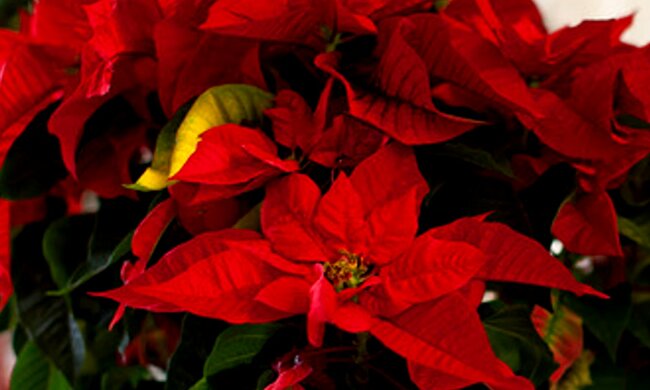 roślina doniczkowa, screen Youtube @user-mg8de5im8j