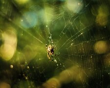 Duży pająk pojawia się w domach Polaków. Jego ukąszenie może być bolesne