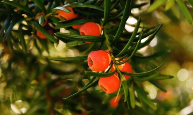 Cis/YouTube @YEMIOL TOP TV