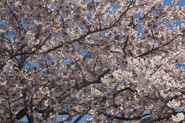 Zrób to przed kwietniem, inaczej stracisz plony. Ważny zabieg w ogrodzie