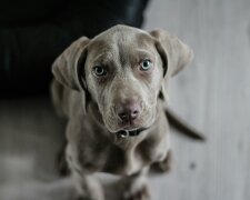 Podatek od psa w 2026 roku. Do kiedy trzeba zapłacić i kto jest zwolniony z opłaty