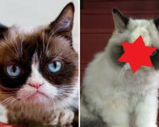 Oto godny następca Grumpy Cat, Meow Meow. To nowy najbardziej zdenerwowany kot w internecie