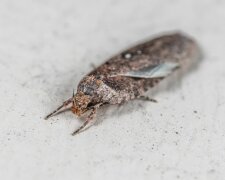 Mole spożywcze/Pexels