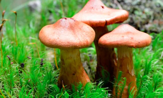 Grzybiarze muszą uważać! / woodlandtrust.org.uk