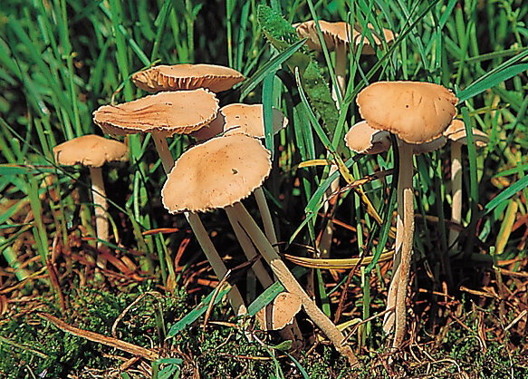 Małopolska: nowy wysyp grzybów na koniec wiosny. Co można znaleźć w lasach?