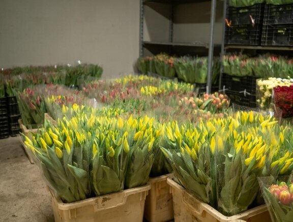 Czy 100 tysięcy tulipanów się zmarnuje? Źródło: Fakt.pl