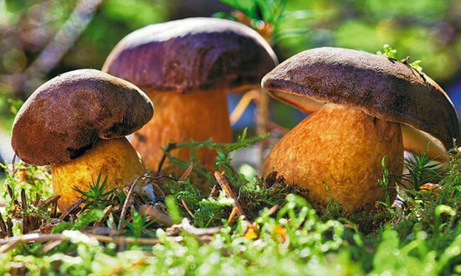 Grzyby/ http://kultura.onet.pl/