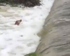 Trzymający w napięciu film przedstawiający dzielnych ratowników próbujących ratować psa uwięzionego w powodzi
