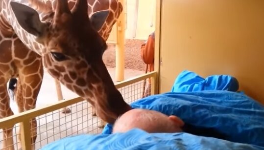 Wielka miłość żyraf do nieuleczalnie chorego opiekuna. Zwierzę pocałowało mężczyznę na ostatnie pożegnanie