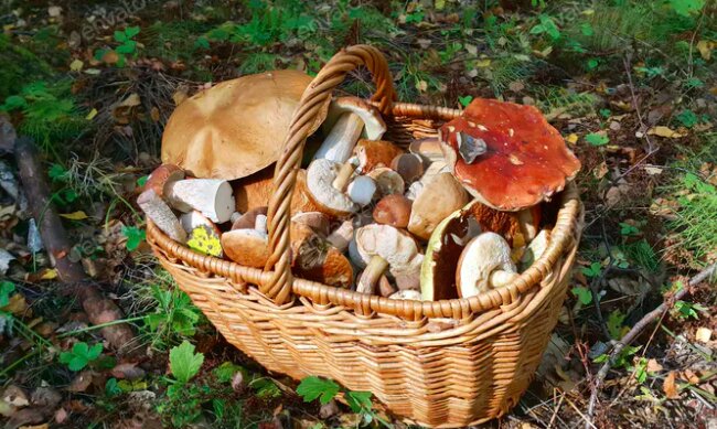 O czym pamiętać na grzybobraniu? / elements.envato.com