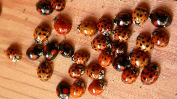 Plaga szkodników w polskich miastach. Apeluje się o zamykanie okien i balkonów oraz zachowanie ostrożności