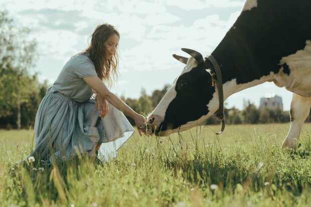 kobieta i krowa @pexels