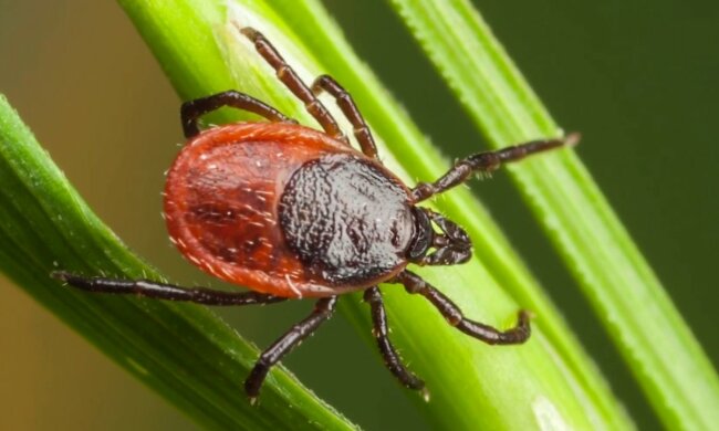 Kleszcz/YT @Regional Health Command Europe