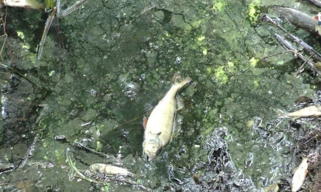 Dolina Baryczy fot. Wyborcza