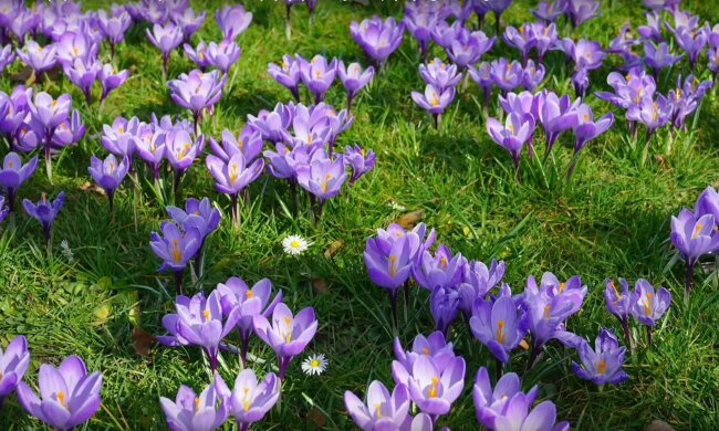 Krokusy/YT @Pastel Garden