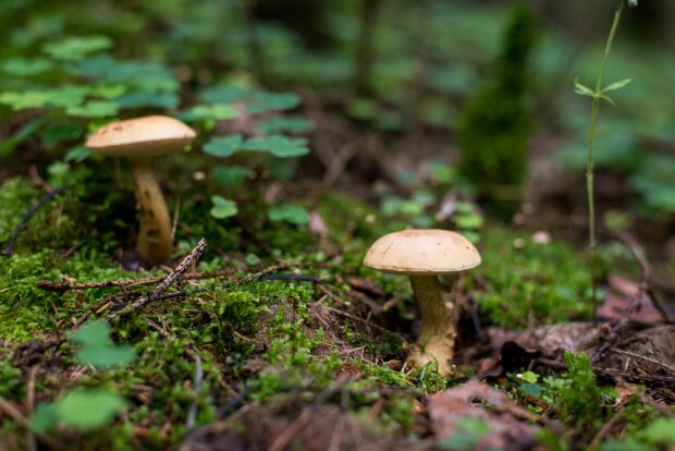Ledwo mieściły się w dłoniach. Grzybiarz pokazał dwa leśne giganty