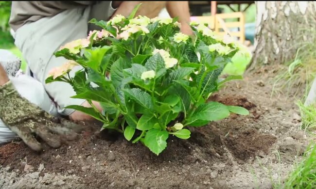 Hortensje/YT @Mój Piekny Ogród