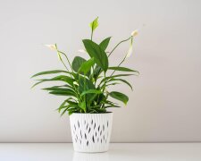 Skrzydłokwiat/Pixabay