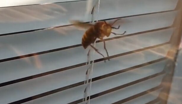 Vespa mandarinia. Źródło: Youtube