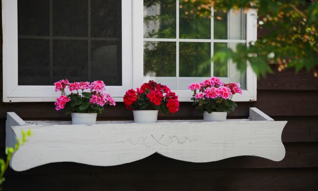 Pelargonia/Pexels