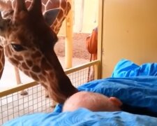 Wielka miłość żyraf do nieuleczalnie chorego opiekuna. Zwierzę pocałowało mężczyznę na ostatnie pożegnanie