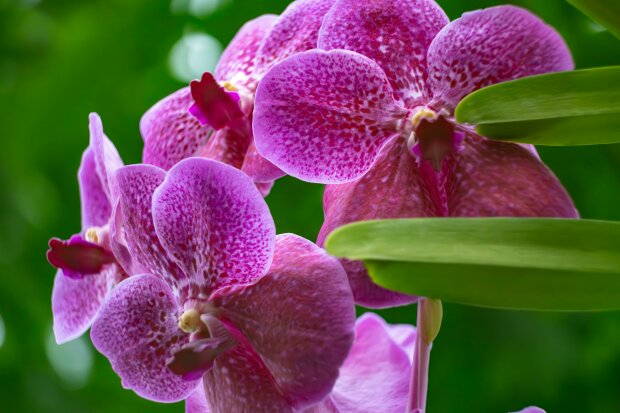 Włóż to do doniczki storczyka, a odwdzięczy się kwiatami. Ten domowy sposób znów wraca do łask