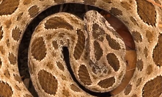 Wąż/YouTube @Top10faktów