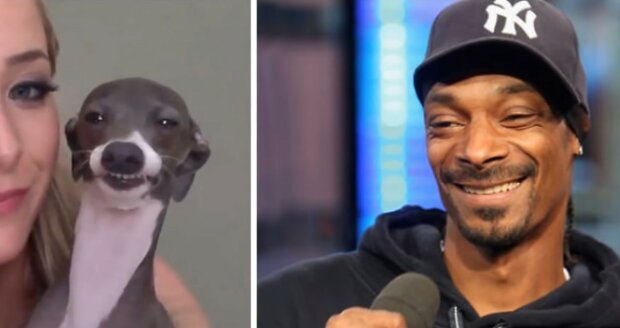 Pies wygląda jak Snoop Dog/YT @Funny Life