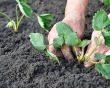 Sadzenie truskawek. Źródło: muratordom.pl