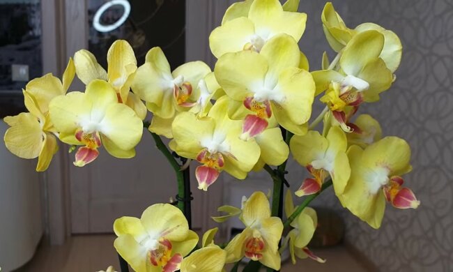 screen Youtube @olya sczastlivaja