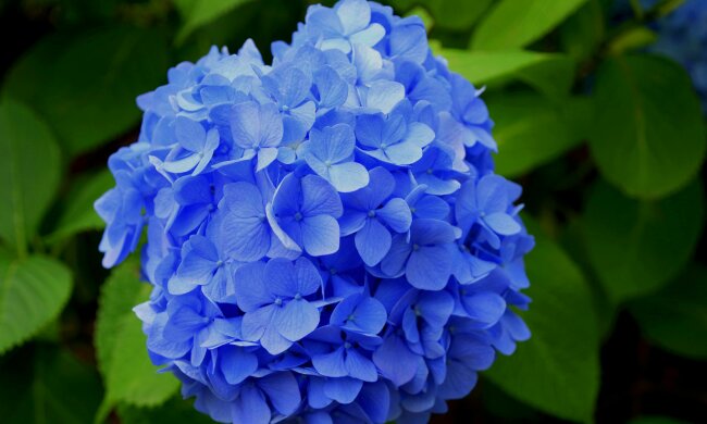 Zrób to w ciągu tygodnia, inaczej hortensje nie zakwitną. Sprawdzona metoda zimowania krzewów