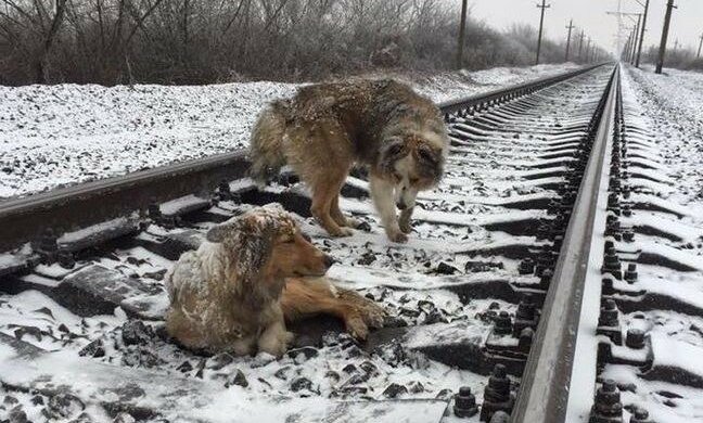 Te psy spędziły dwa zimowe dni na kolejowych torach. Co się stało? Niesamowita historia, która nie pozostawi nikogo obojętnym