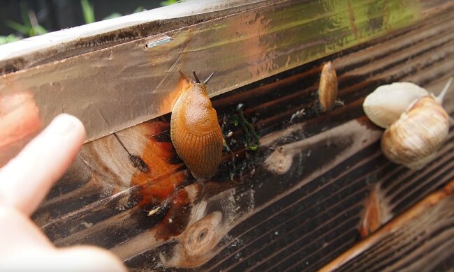 Ślimaki/YT @Gardening with Lilly