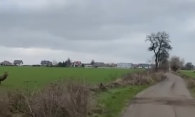 Stado jeleni/ screen youtube