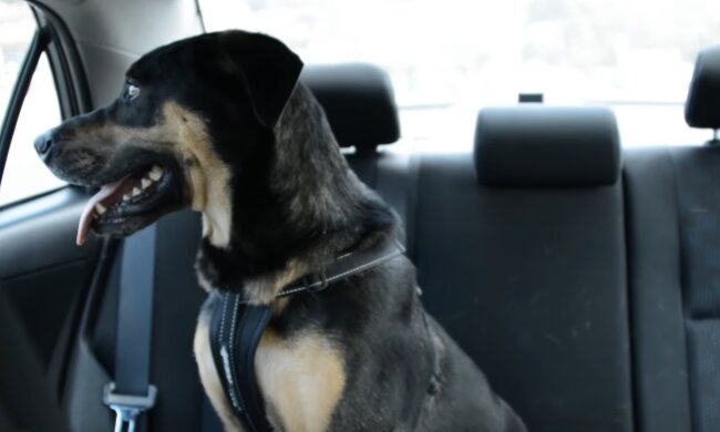 Skandaliczne zachowanie właścicieli psa: zostawili zwierzę w samochodzie w pełnym słońcu. Konieczna była interwencja