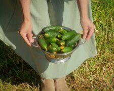 Wsyp to do rowków przed sadzeniem ogórków. Plony mogą zaskoczyć nawet doświadczonych ogrodników