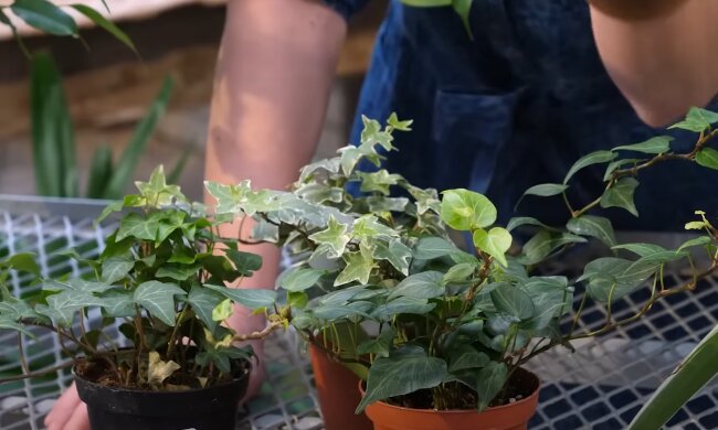Rośliny, źródło: YouTube/ GreenlandGarden