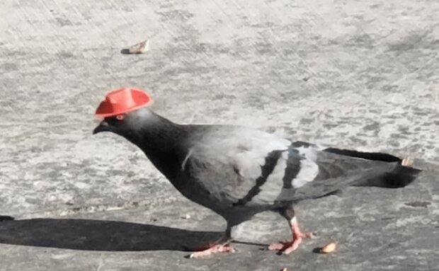 Po ulicach miasta spacerują gołębie w kapeluszach. O co tu chodzi [ZDJĘCIA]