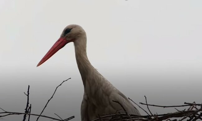 bocian powraca, screen Youtube