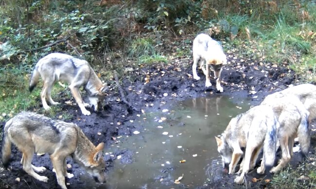 Wilki przy wodopoju/YT @Leśny Kawaler