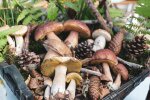 Ten leśny rarytas po przekrojeniu staje się niebieski. Grzybiarze często omijają go z obawy