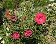 Ogród działkowy/YouTube @Lokalna TV