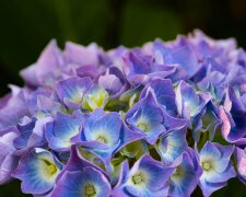 W kwietniu chwyć za sekator. Te rośliny właśnie teraz warto przyciąć, jeśli chcesz mieć piękny ogród