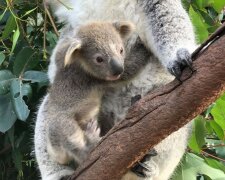 Koala/screen Instagram @australianreptilepark