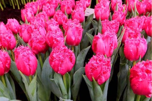 Które tulipany najlepiej posadzić w ogrodzie? Najpiękniejsze gatunki